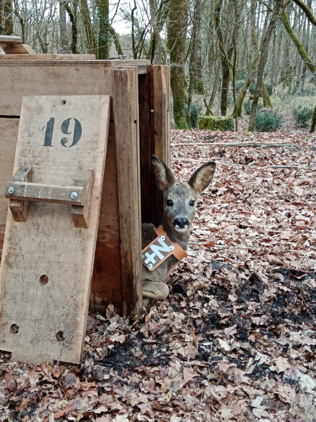 Pleins feux sur… les bois et les cornes chez les mammifères - Ministère des  Forêts, de la Faune et des Parcs