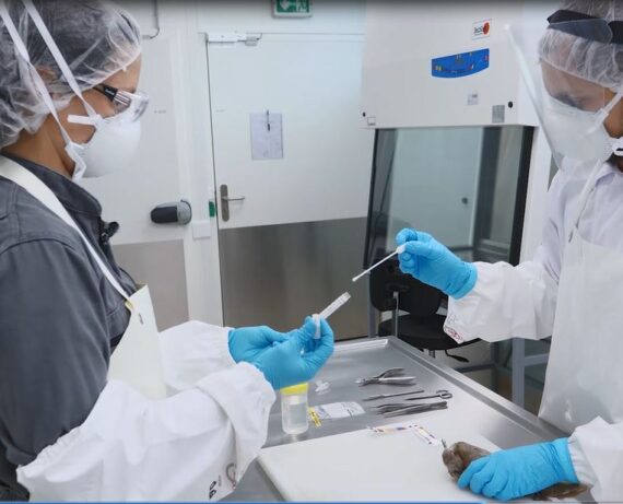 Examen nécropsique en salle d'autopsie BSL3