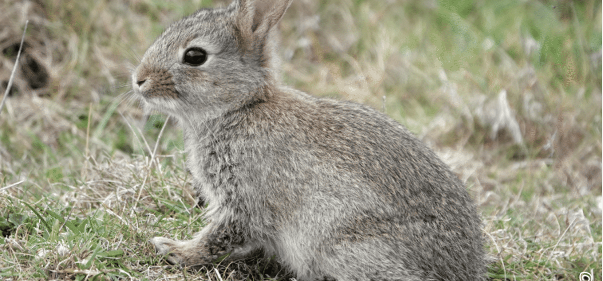 Lapin de garenne