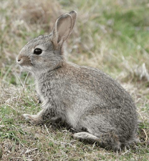 Lapin de garenne
